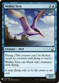 Welkin Tern - Normal Welkin Tern
